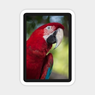 Scarlet Macaw Magnet