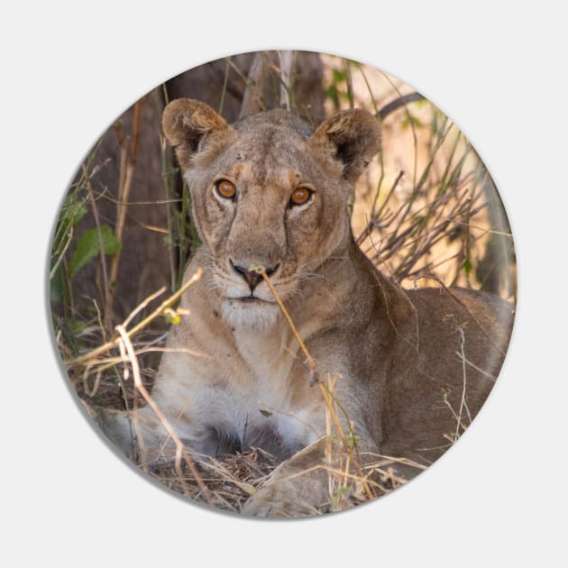 Lioness in the shade Pin by SafariByMarisa