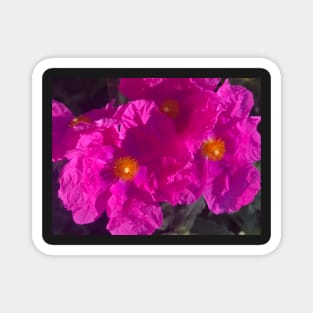 Hot Pink Flash of the Crinkled Rose Flower Magnet