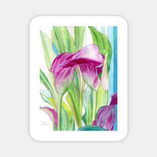 Pink Calla lilies watercolour painting Magnet