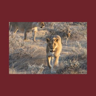 Namibia. Etosha National Park. Lioness. T-Shirt