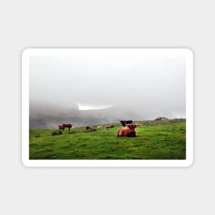 Highland cattle grazing on the misty coast of Islay, Scotland Magnet