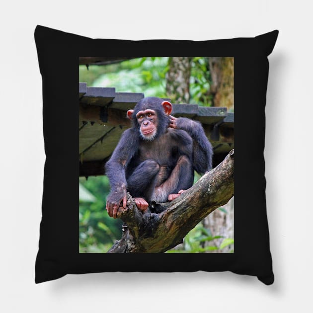 Chimpanzee Pillow by LeanneAllen