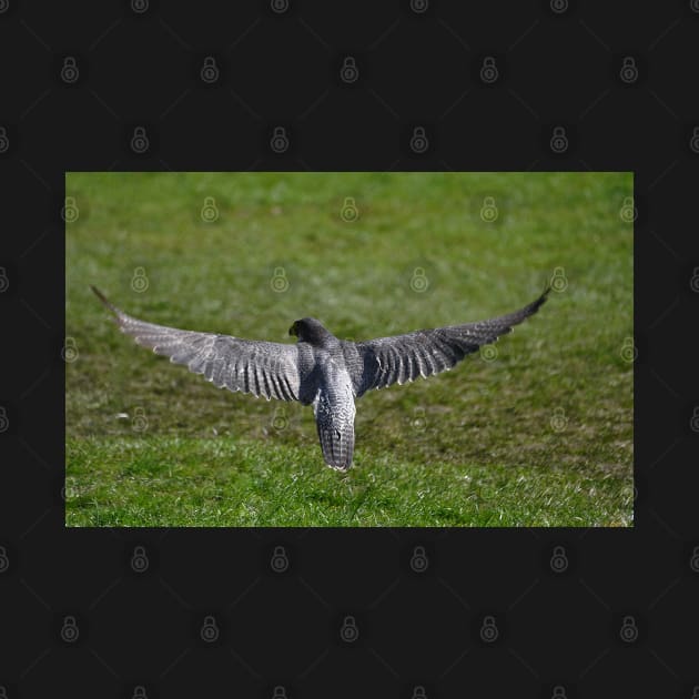 A Peregrine's wingspan by declancarr