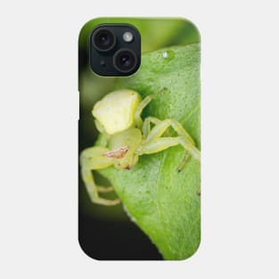 A masked crab spider (Thomisidae) waiting for a prey Phone Case