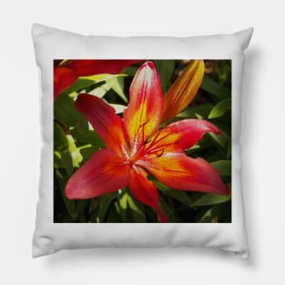 Glowing Fiery Red Lilly in the Garden Pillow