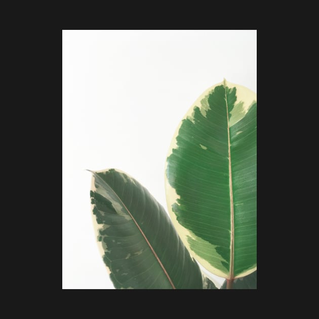 Leaf Study by Cassia