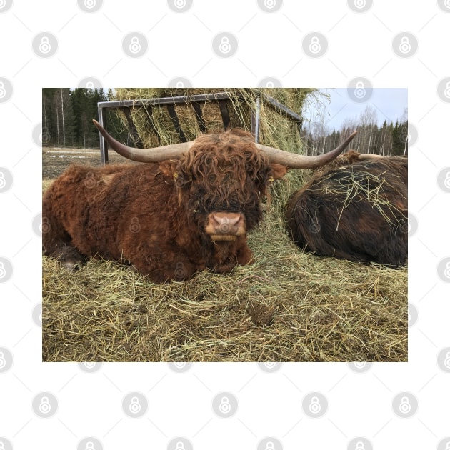 Scottish Highland Cattle Bull 2340 by SaarelaHighland
