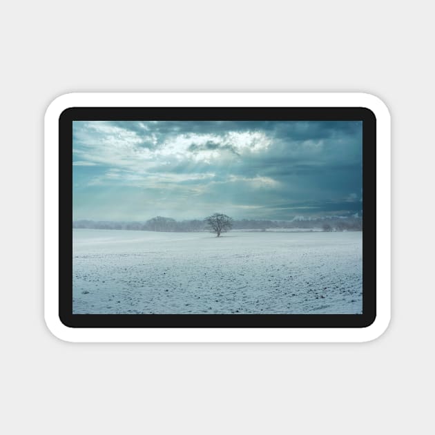 Lone tree in snow covered landscape Magnet by stuartchard