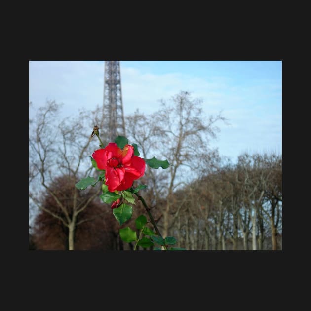 Paris Red Rose at the Eiffel Tower by BlackBeret