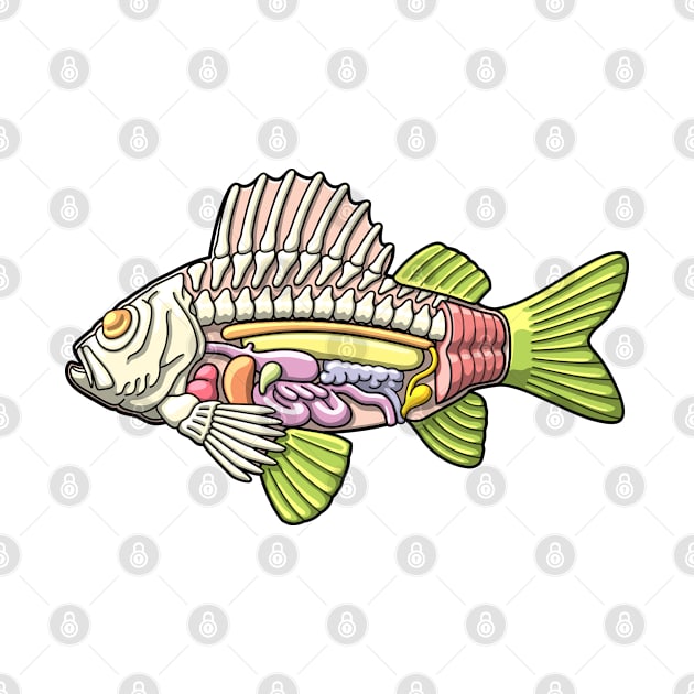 Colorful Fish Anatomy Illustration by taylorcustom