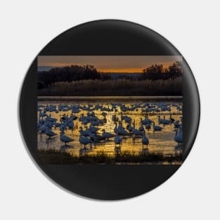 Snow Geese in Golden Light Pin