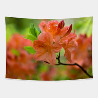 Orange Rhododendron Tapestry