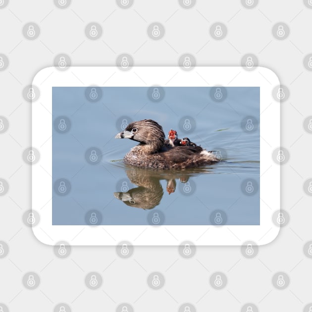 "Mom!...Timmy won't move over!" Pied-billed grebes Magnet by Jim Cumming