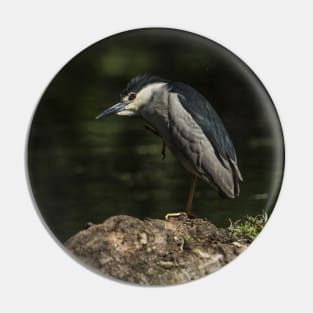 Black-Crowned Night Heron Pin