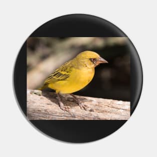 Vitelline Masked Weaver Pin