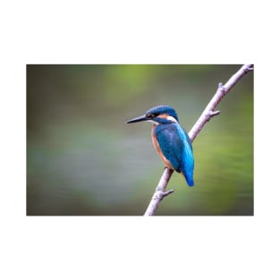 Sitting kingfisher bird on tree branch T-Shirt