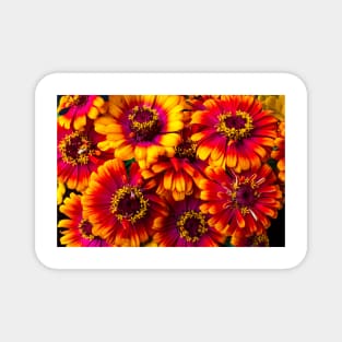 Beautiful Yellow And Red Zinnias Magnet