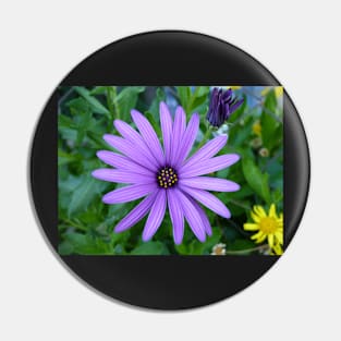 Cape Daisy Pin