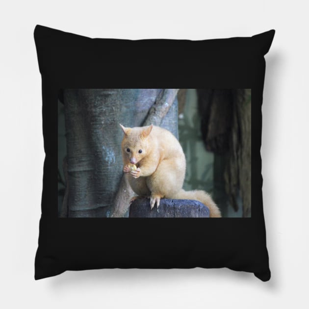 Golden Brushtail Possum Pillow by LeanneAllen