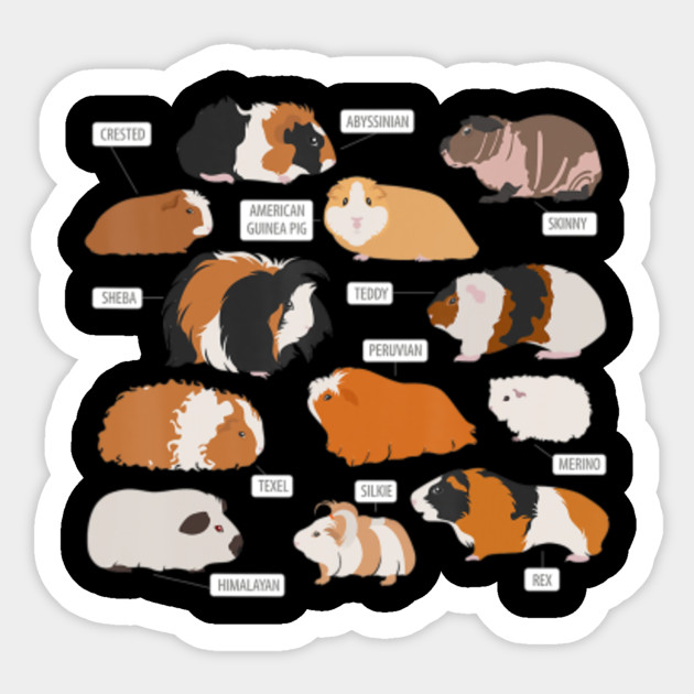 Guinea Pig Breeds Shirt Shirt Costume Clothing Accessories T Shirt Pig Pigs Pig Lovers Animals Animal Sticker Teepublic
