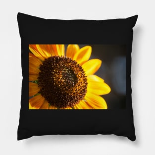 Sunflower Series VIII Pillow