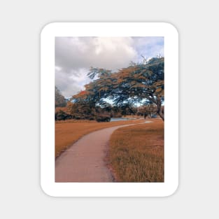 nature landscape, trees, walk path Magnet