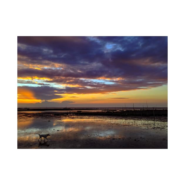 DOG ON THE SUNSET BEACH by likbatonboot