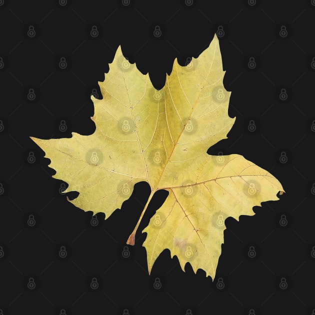 Yellow Maple Tree Leaf by DesignMore21