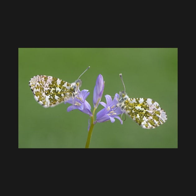 Two Orange Tip Butterflies on a Bluebell Flower by TonyNorth