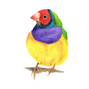 Gouldian finch watercolor T-Shirt