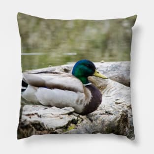 Mallard duck on a log Pillow