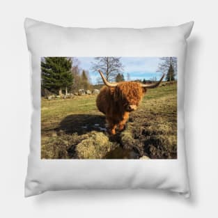 Scottish Highland Cattle Cow 2376 Pillow