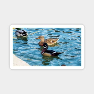 Wood Duck and a Mallard Duck Swimming Together Magnet