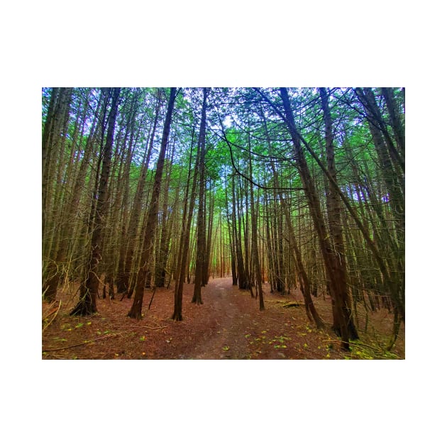 Path Through The Trees by BrianPShaw