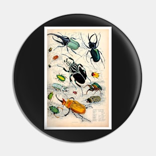 Orderv. Coleoptera | Beetles Print Pin