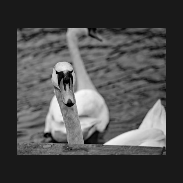 Mute swan portrait by yackers1