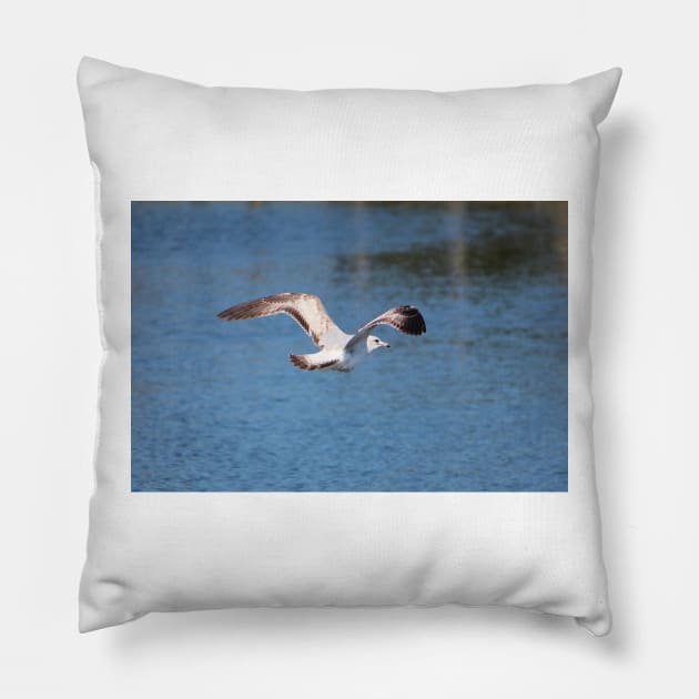 Seagull In Flight Pillow by Cynthia48