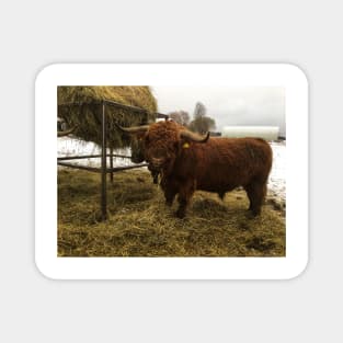 Scottish Highland Cattle Bull 2163 Magnet