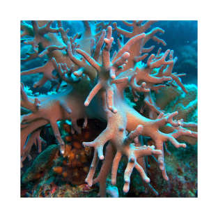 Red Sea Soft Coral T-Shirt