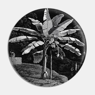 Banana tree with bunch of bananas noir landscape Pin