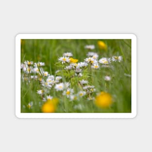 Meadow Flowers Magnet