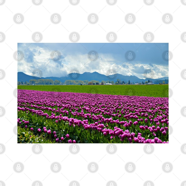 Skagit Tulip Fields by kchase