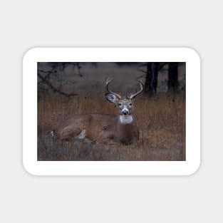 Mellow Buck - White-tailed Deer Magnet