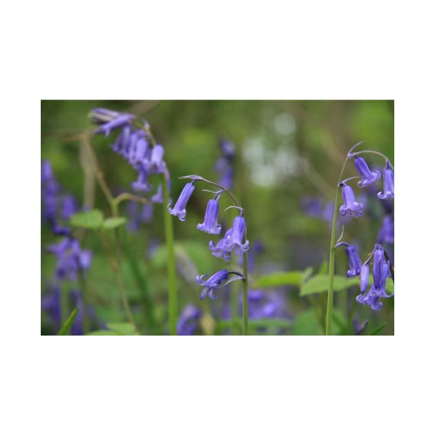 Bluebell up close by Tovers