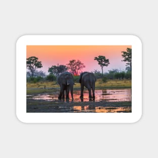 Elephants at sunset Magnet