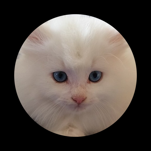 Kitten Kitty Cat Cats Kittens Kitten Pillow Teepublic