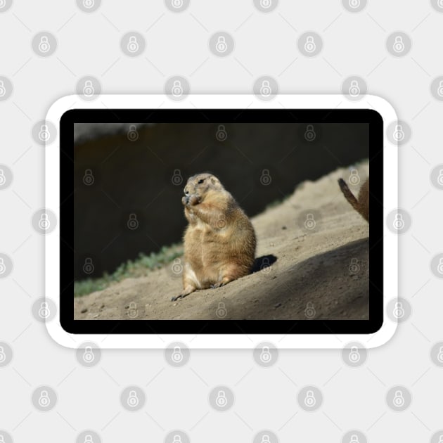 Prairie Dog Magnet by MarieDarcy