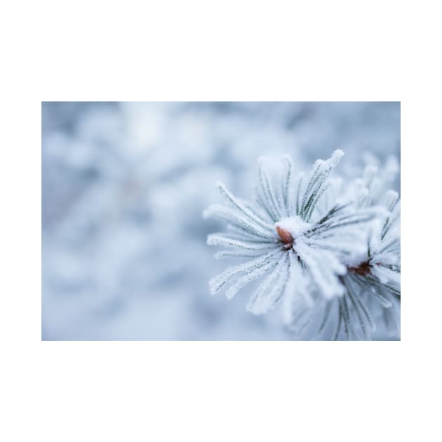 Hoarfrost on conifer tree needles by Juhku