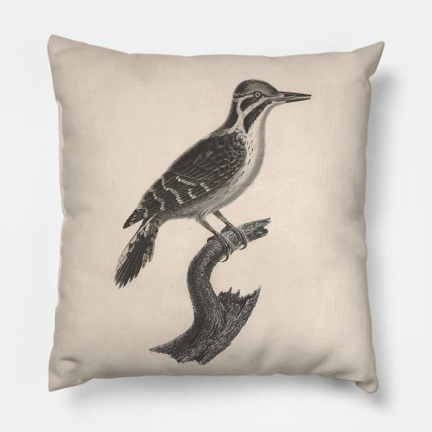 Natural history of vintage birds of North America 1 Pillow by ptMaker